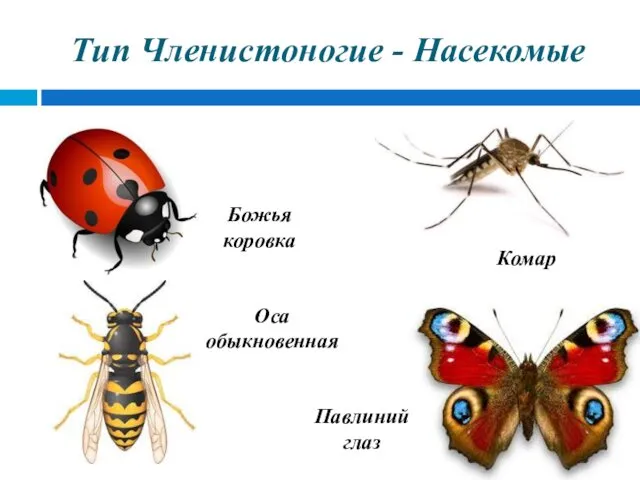 Тип Членистоногие - Насекомые Комар Божья коровка Оса обыкновенная Павлиний глаз