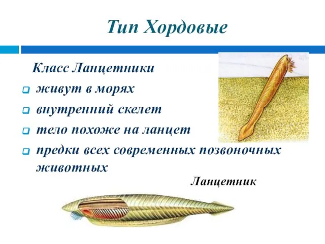 Тип Хордовые Класс Ланцетники живут в морях внутренний скелет тело похоже