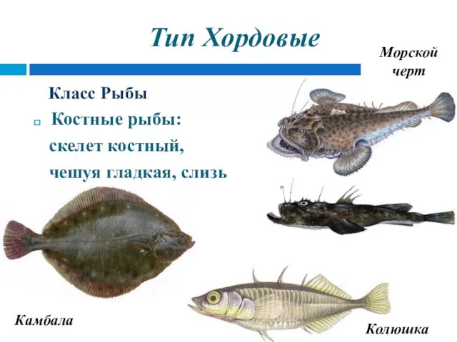 Тип Хордовые Класс Рыбы Костные рыбы: скелет костный, чешуя гладкая, слизь Камбала Колюшка Морской черт