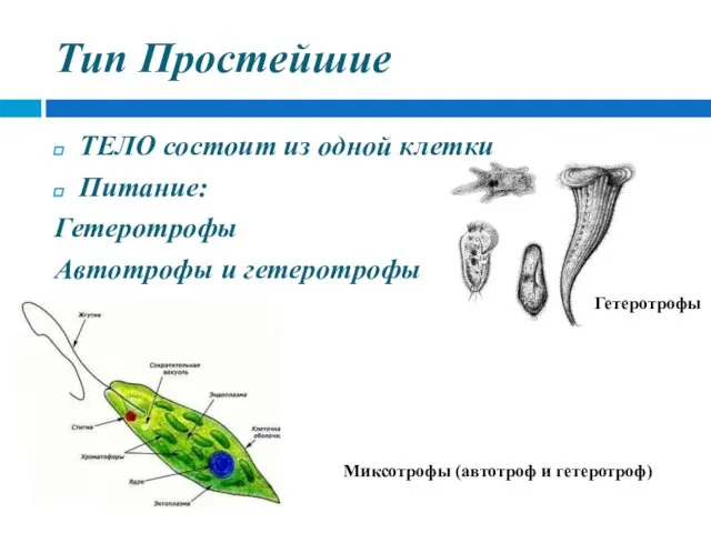 Тип Простейшие ТЕЛО состоит из одной клетки Питание: Гетеротрофы Автотрофы и