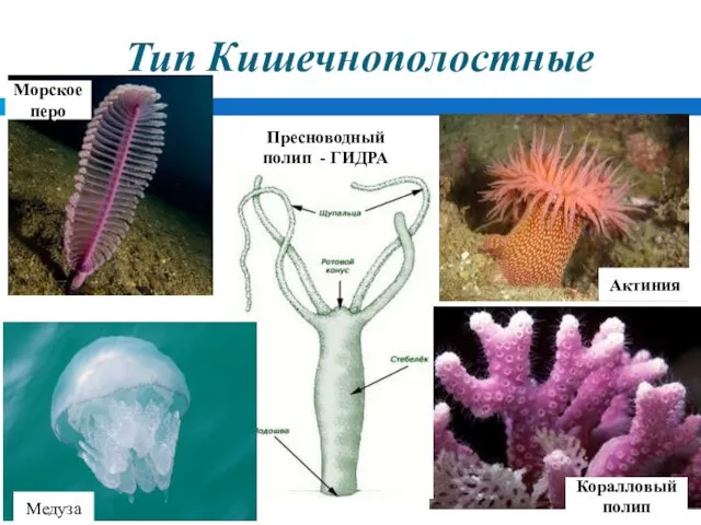 Тип Кишечнополостные Медуза Коралловый полип Актиния Пресноводный полип - ГИДРА Морское перо