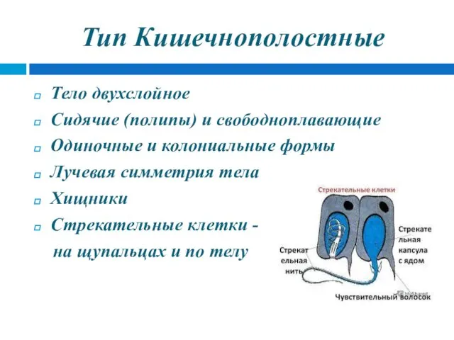 Тип Кишечнополостные Тело двухслойное Сидячие (полипы) и свободноплавающие Одиночные и колониальные