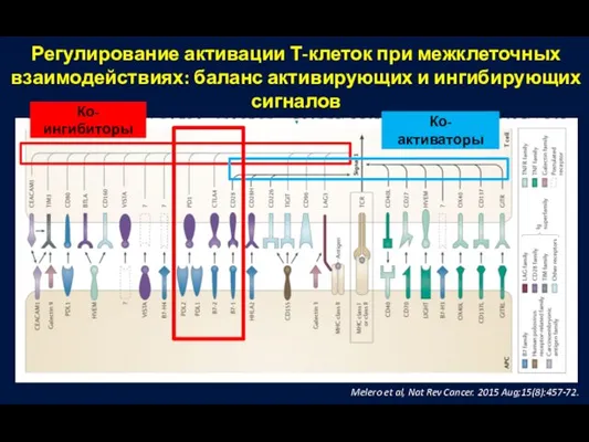 Регулирование активации Т-клеток при межклеточных взаимодействиях: баланс активирующих и ингибирующих сигналов