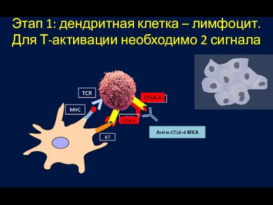 Y Этап 1: дендритная клетка – лимфоцит. Для Т-активации необходимо 2