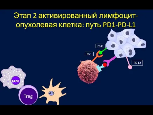 Этап 2 активированный лимфоцит-опухолевая клетка: путь PD1-PD-L1 PD-1 PD-L1 PD-L2 TAM Treg APC