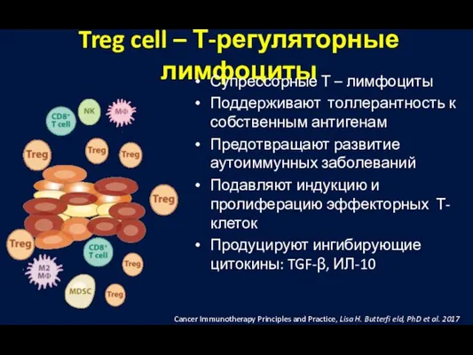 Treg cell – Т-регуляторные лимфоциты Супрессорные Т – лимфоциты Поддерживают толлерантность