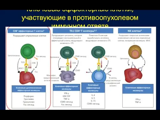 Ключевые эффекторные клетки, участвующие в противоопухолевом иммунном ответе