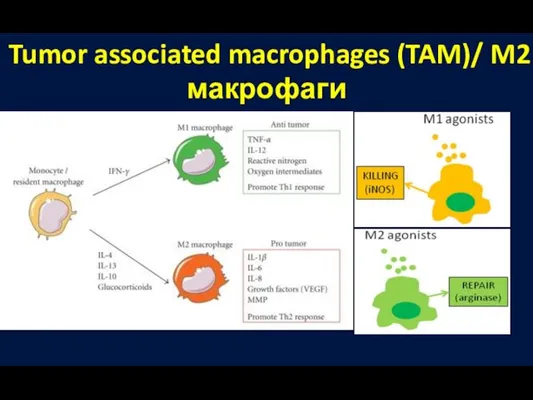 Tumor associated macrophages (TAM)/ M2 макрофаги