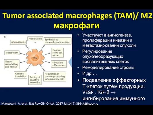 Участвуют в ангиогенезе, пролиферации инвазии и метастазировании опухоли Регулирование опухолеобразующих воспалительных