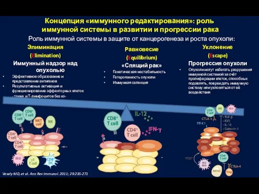 Концепция «иммунного редактирования»: роль иммунной системы в развитии и прогрессии рака