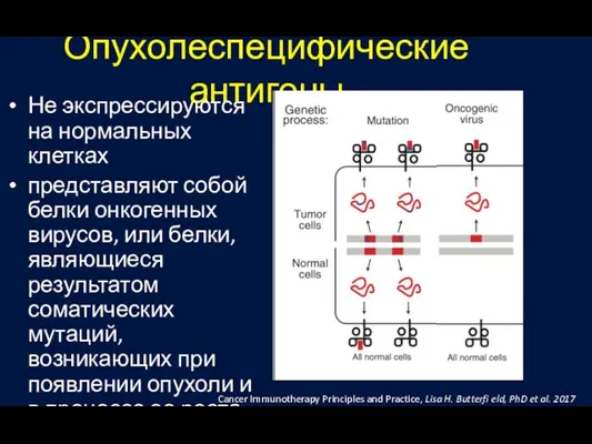 Опухолеспецифические антигены Не экспрессируются на нормальных клетках представляют собой белки онкогенных