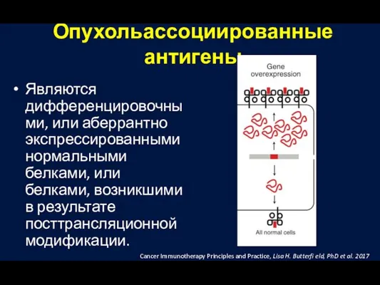 Опухольассоциированные антигены Являются дифференцировочными, или аберрантно экспрессированными нормальными белками, или белками,