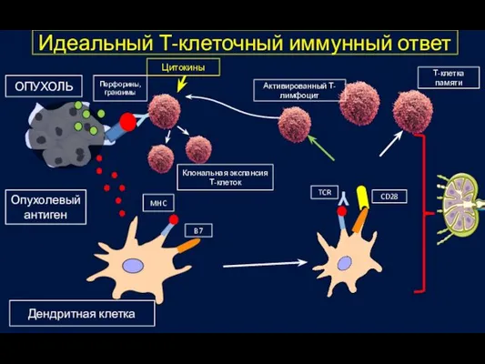 Y Y Идеальный Т-клеточный иммунный ответ ОПУХОЛЬ Опухолевый антиген Дендритная клетка