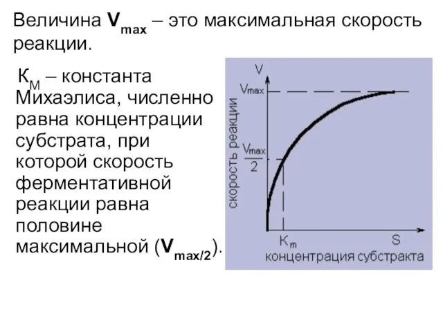 КМ – константа Михаэлиса, численно равна концентрации субстрата, при которой скорость