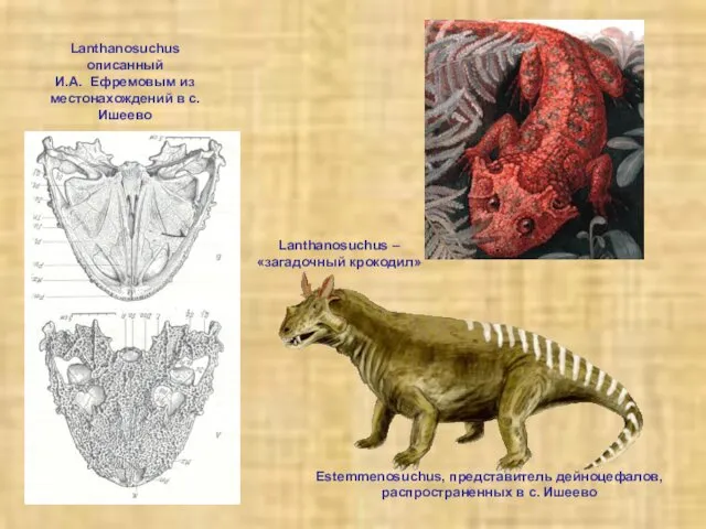 Lanthanosuchus описанный И.А. Ефремовым из местонахождений в с. Ишеево Lanthanosuchus –