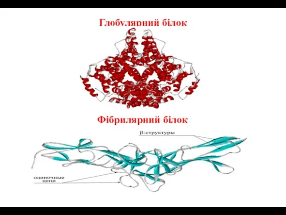 Глобулярний білок Фібрилярний білок