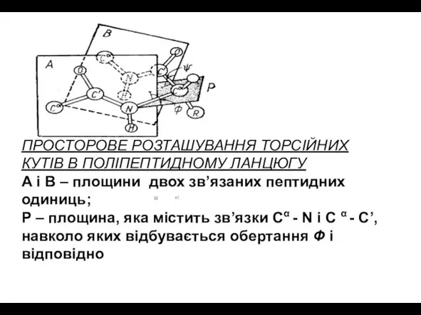 ПРОСТОРОВЕ РОЗТАШУВАННЯ ТОРСІЙНИХ КУТІВ В ПОЛІПЕПТИДНОМУ ЛАНЦЮГУ А і В –