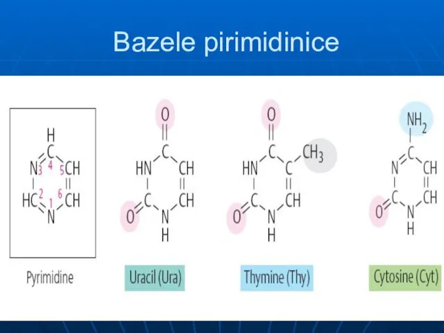 Bazele pirimidinice