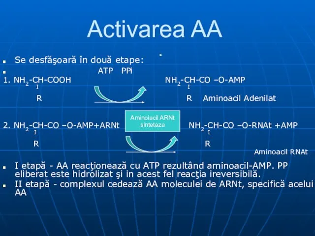 Se desfăşoară în două etape: ATP PPi 1. NH2-CH-COOH NH2-CH-CO –O-AMP