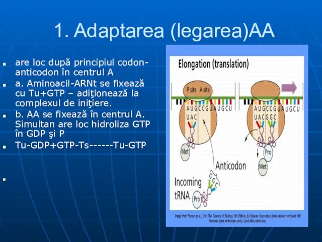 1. Adaptarea (legarea)AA are loc după principiul codon- anticodon în centrul