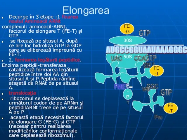 Elongarea Decurge în 3 etape :1 fixarea noului Aminoacil ARNt complexul: