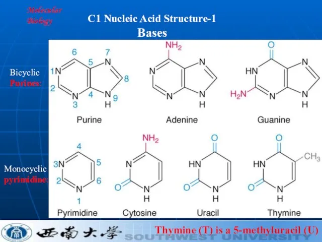 Molecular Biology Bicyclic Purines: Thymine (T) is a 5-methyluracil (U) C1