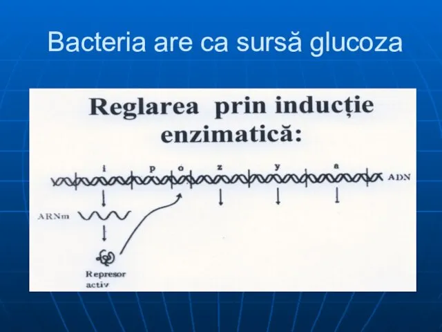 Bacteria are ca sursă glucoza