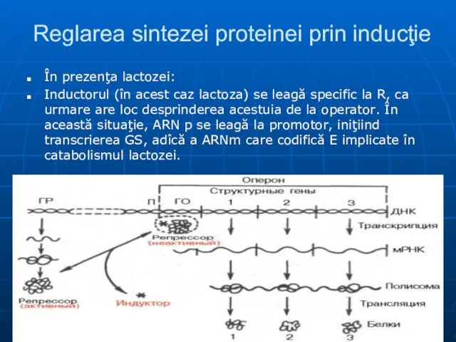 Reglarea sintezei proteinei prin inducţie În prezenţa lactozei: Inductorul (în acest