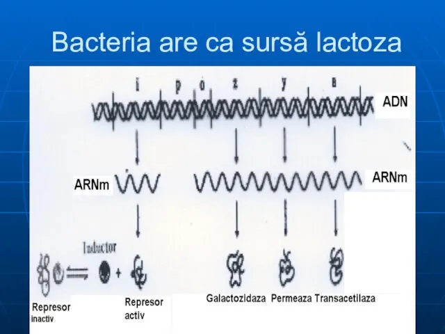 Bacteria are ca sursă lactoza