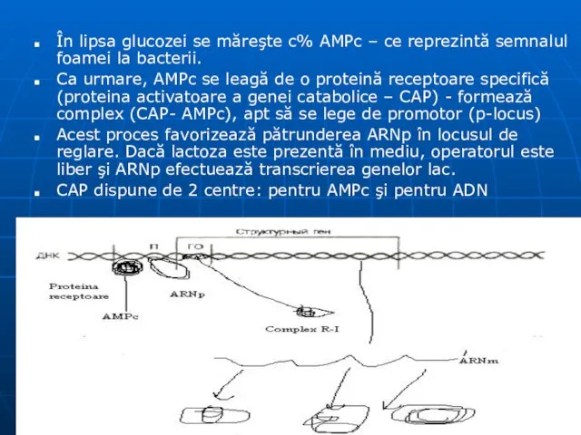 În lipsa glucozei se măreşte c% AMPc – ce reprezintă semnalul