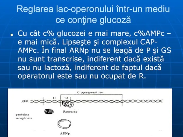 Reglarea lac-operonului într-un mediu ce conţine glucoză Cu cât c% glucozei