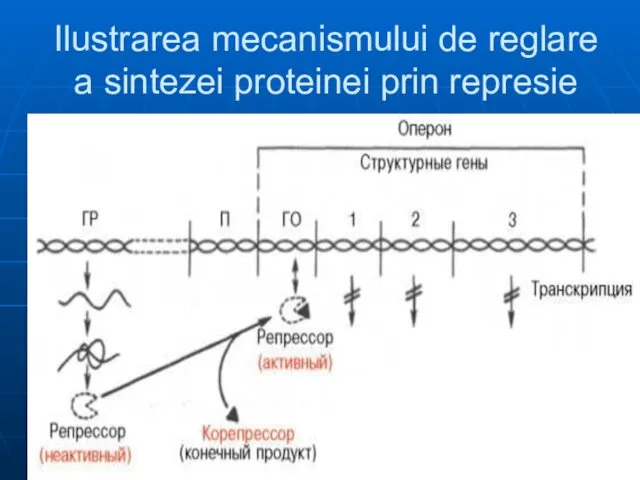 Ilustrarea mecanismului de reglare a sintezei proteinei prin represie