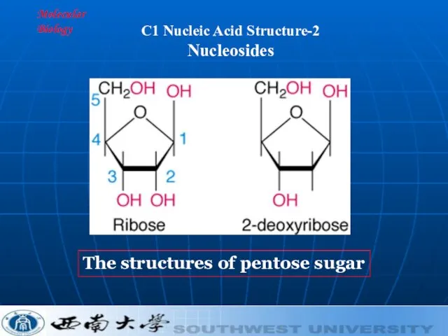 Molecular Biology C1 Nucleic Acid Structure-2 Nucleosides The structures of pentose sugar