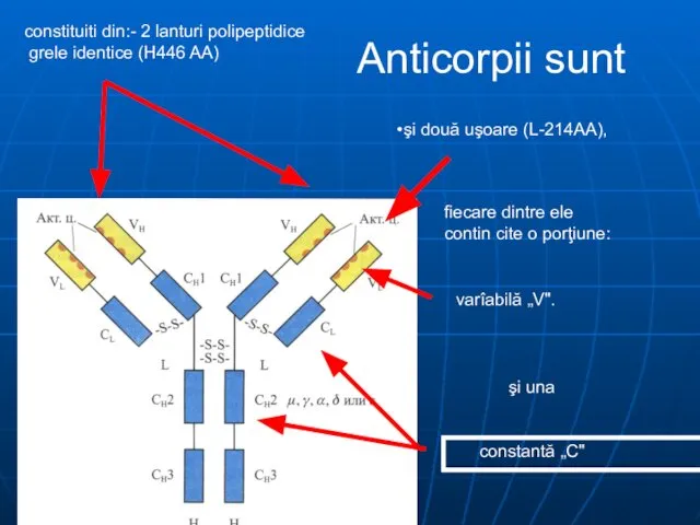 Anticorpii sunt şi două uşoare (L-214AA), constituiti din:- 2 lanturi polipeptidice