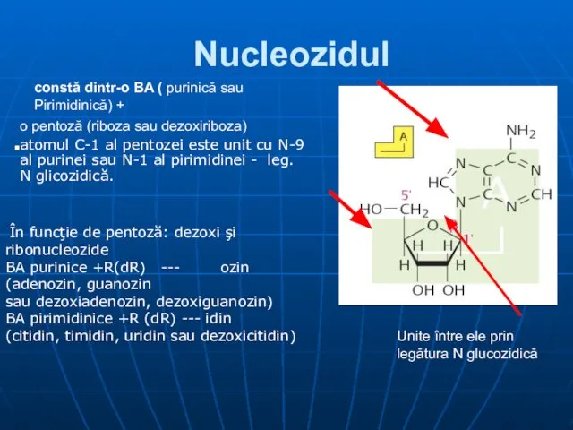 Nucleozidul constă dintr-o BA ( purinică sau Pirimidinică) + o pentoză