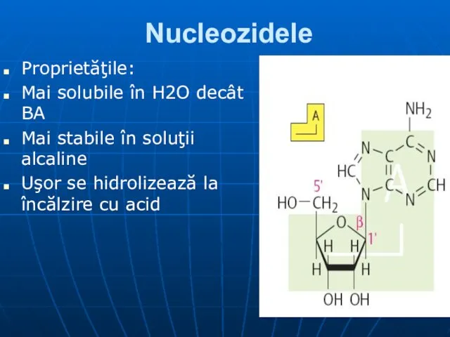 Nucleozidele Proprietăţile: Mai solubile în H2O decât BA Mai stabile în