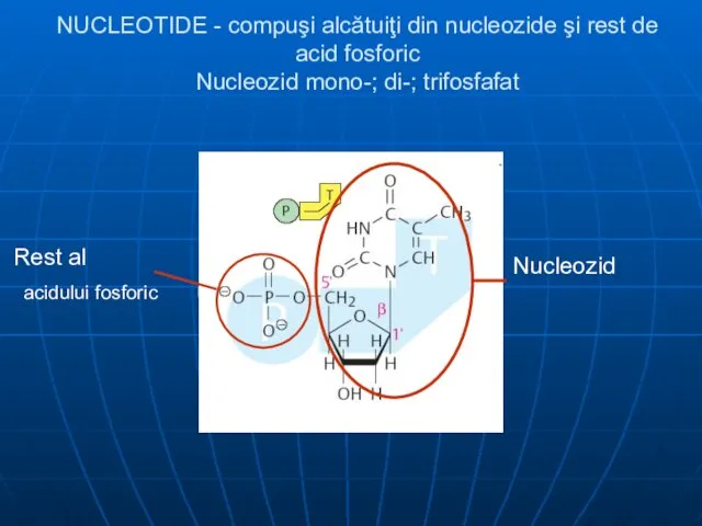 NUCLEOTIDE - compuşi alcătuiţi din nucleozide şi rest de acid fosforic Nucleozid mono-; di-; trifosfafat