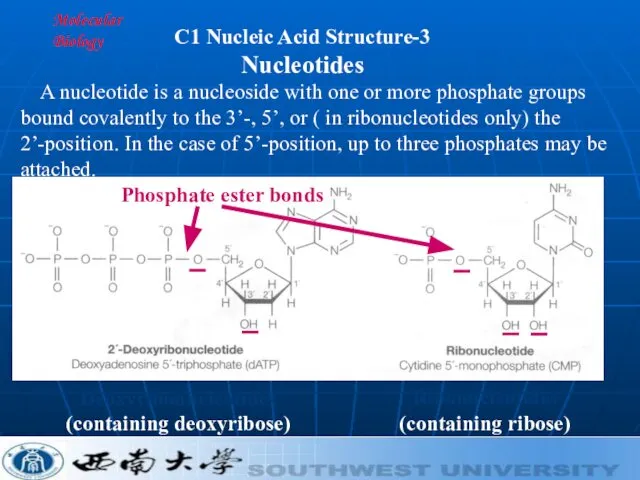 Molecular Biology A nucleotide is a nucleoside with one or more