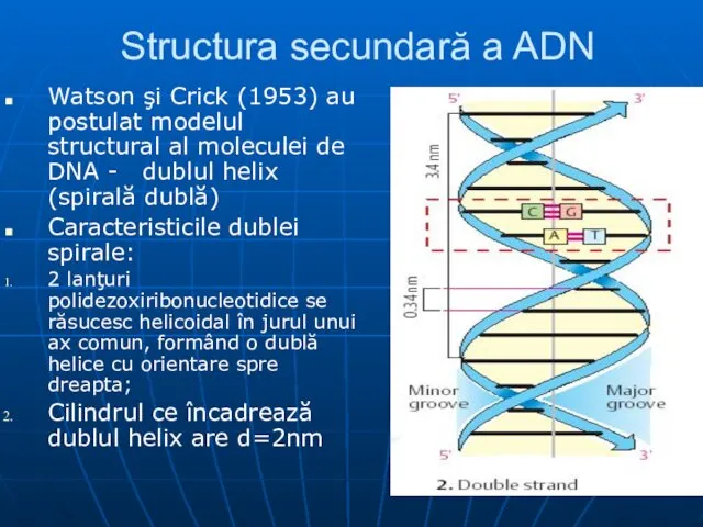 Structura secundară a ADN Watson şi Crick (1953) au postulat modelul