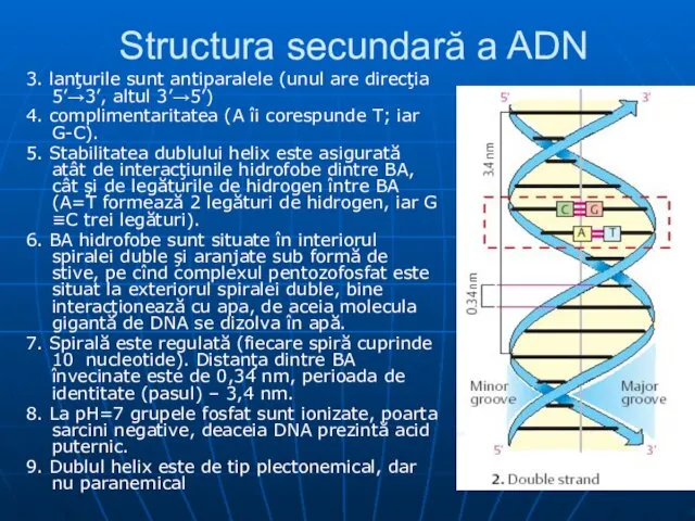 Structura secundară a ADN 3. lanţurile sunt antiparalele (unul are direcţia