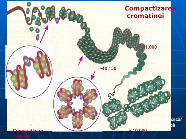 30 nm Solenoid ~40 / 50 DNA Firul de cromatină? ~