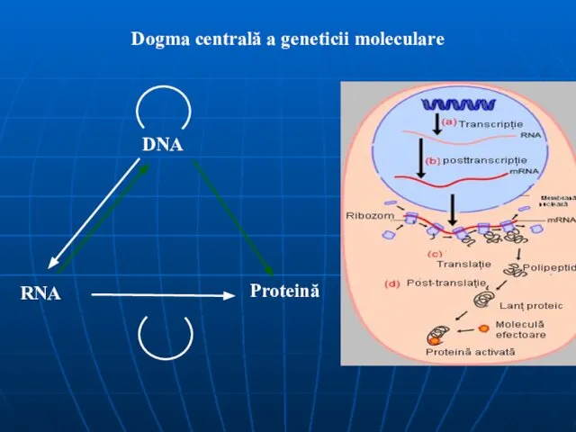 Dogma centrală a geneticii moleculare