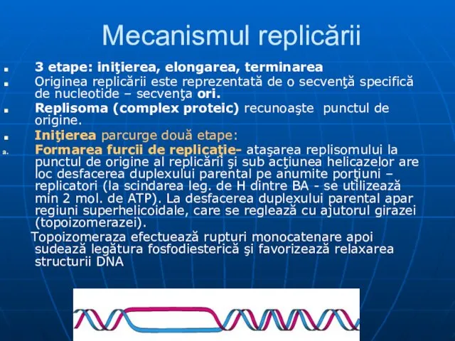 Mecanismul replicării 3 etape: iniţierea, elongarea, terminarea Originea replicării este reprezentată