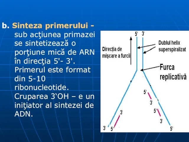 b. Sinteza primerului - sub acţiunea primazei se sintetizează o porţiune