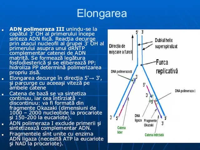 Elongarea ADN polimeraza III unindu-se la capătul 3' OH al primerului