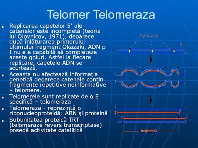 Telomer Telomeraza Replicarea capetelor 5’ ale catenelor este incompletă (teoria lui