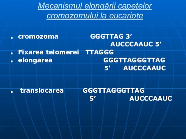 Mecanismul elongării capetelor cromozomului la eucariote cromozoma GGGTTAG 3’ AUCCCAAUC 5’