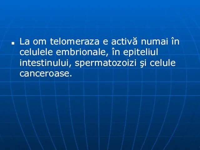 La om telomeraza e activă numai în celulele embrionale, în epiteliul intestinului, spermatozoizi şi celule canceroase.