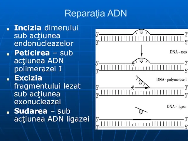 Reparaţia ADN Incizia dimerului sub acţiunea endonucleazelor Peticirea – sub acţiunea