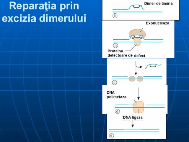 Reparaţia prin excizia dimerului